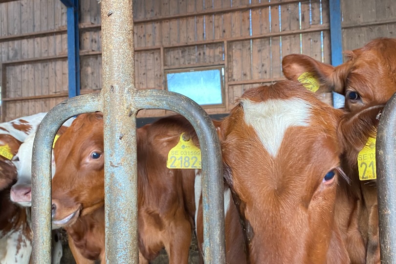 Cows in the barn at an Arla farm